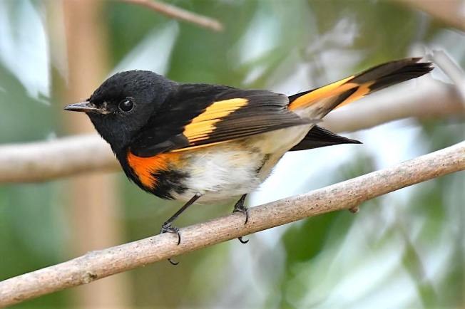 American Redstart (m), Bahamas (Chris Johnson)