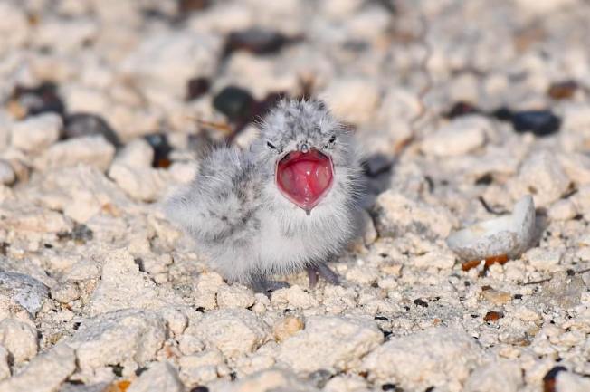 Antillean Nighthawk chick, Bahamas (Chris Johnson)