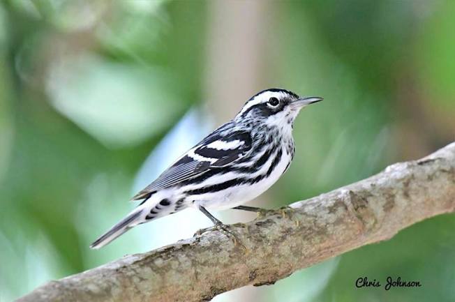 Black-and-white Warbler, Bahamas (Chris Johnson)