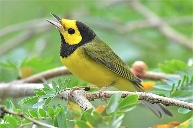Hooded Warbler, Bahamas (Chris Johnson)