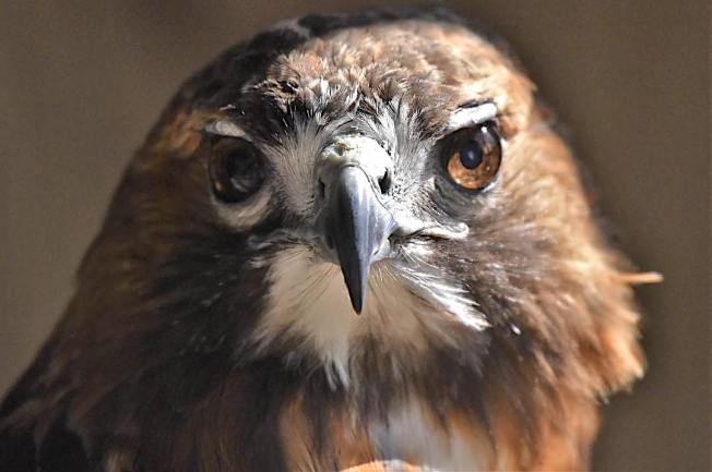 Red-tailed Hawk, Bahamas (Chris Johnson)
