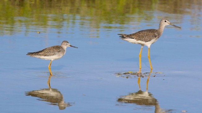 Greater & Lesser Yellowlegs Comparison (Matt Scott)