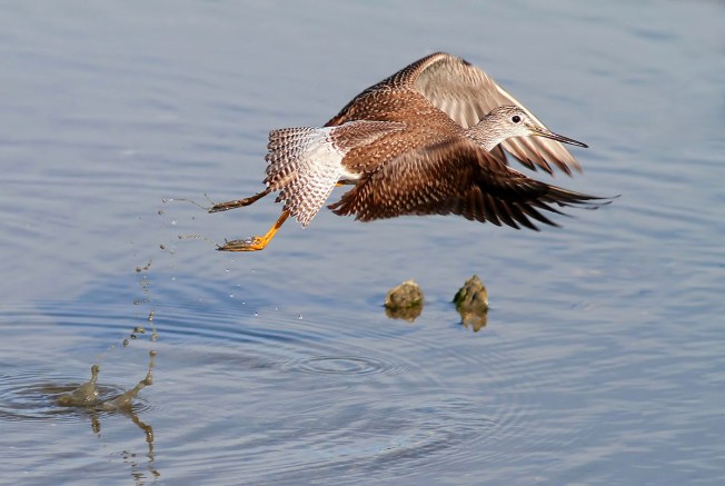 Lesser Yellowlegs Tringa flavipes (Phil Lanoue)