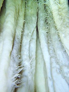 The underground Cave Systems of Abaco Bahamas (Brian Kakuk, Hitoshi Miho)