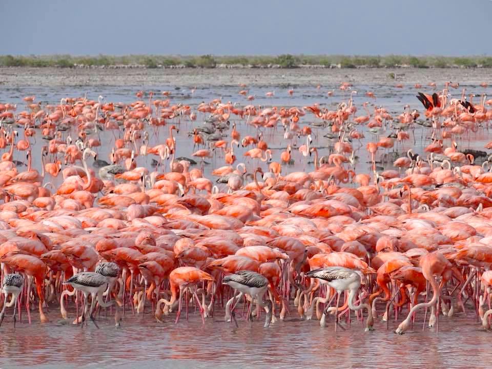 Flamingos & Chicks, Inagua Bahamas (Melissa Maura)