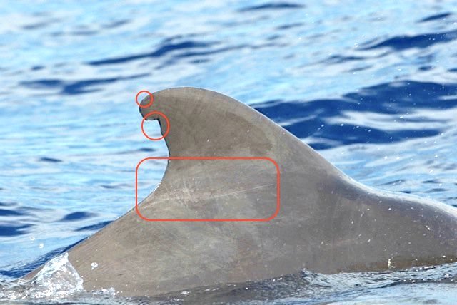 Pilot Whales - dorsal fin ID, Abaco Bahamas (BMMRO / Rolling Harbour)