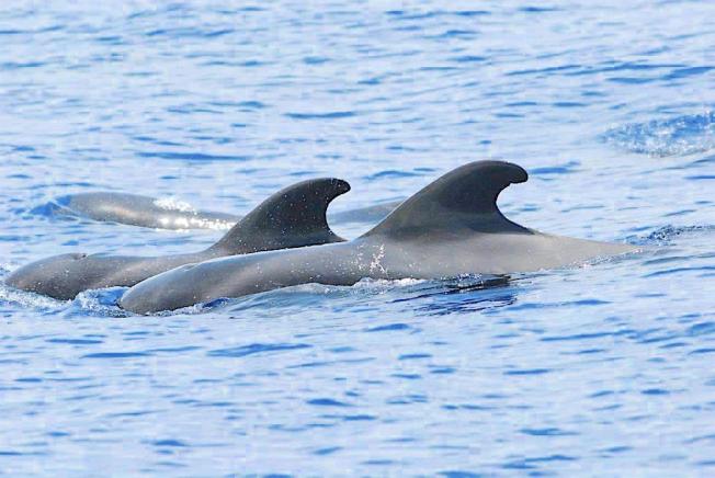 Pilot Whales, Abaco Bahamas (BMMRO / Rolling Harbour)