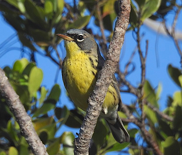 Kirtland's Warbler, Abaco, Bahamas (Woody Bracey)