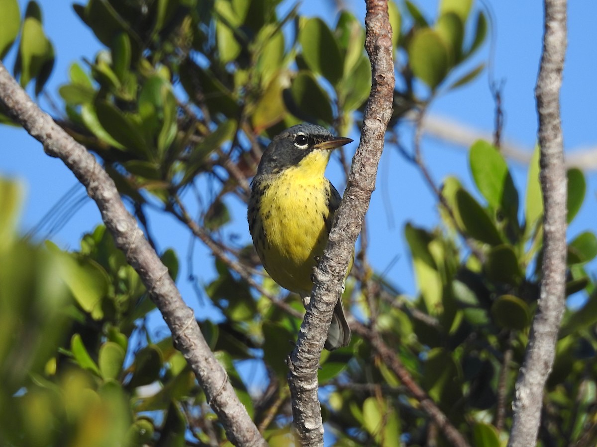 Kirtland's Warbler, Abaco, Bahamas (Woody Bracey)