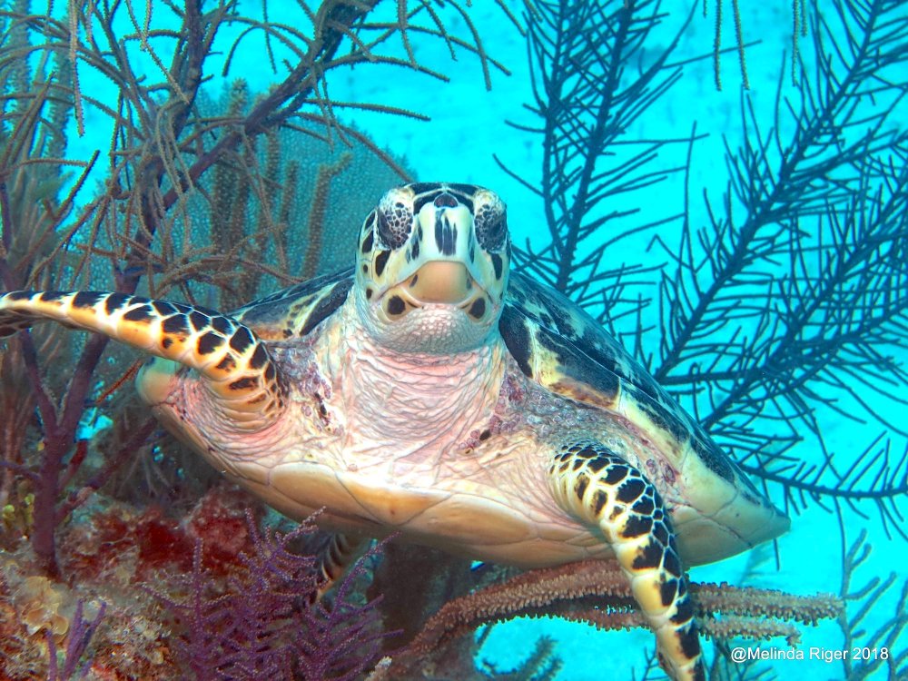 Hawksbill Turtle Bahamas (Melinda Riger / G B Scuba)