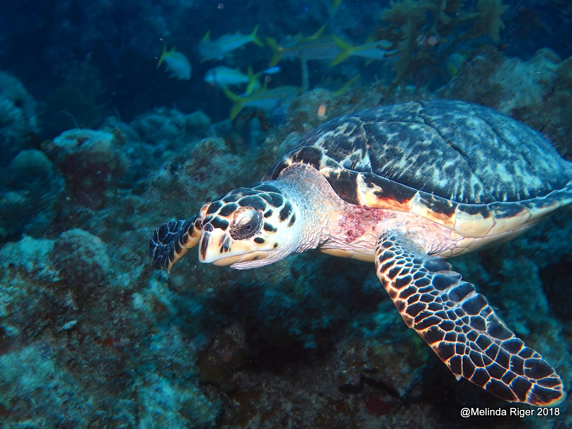 Hawksbill T ©Melinda Riger + G B Scuba copy.jpg