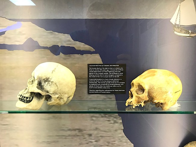 Human Skulls, Lucayan - Cased butterflies, Natural History Museum Abaco Bahamas (Keith Salvesen / Abaco Field Office AMMC)