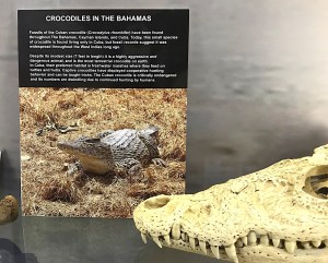 Crocodile skull, Natural History Museum Abaco Bahamas (Keith Salvesen / Abaco Field Office AMMC)