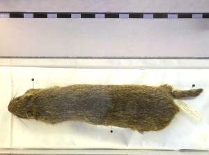 Hutia, Natural History Museum Abaco Bahamas (Keith Salvesen / Abaco Field Office AMMC)