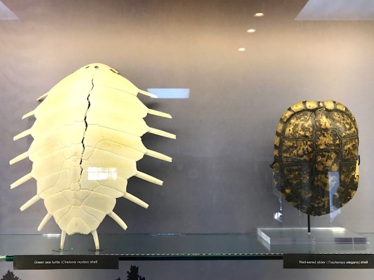 Fossil / ancient turtle shells, natural history museum Abaco (Keith Salvesen / Abaco Field Office AMMC)