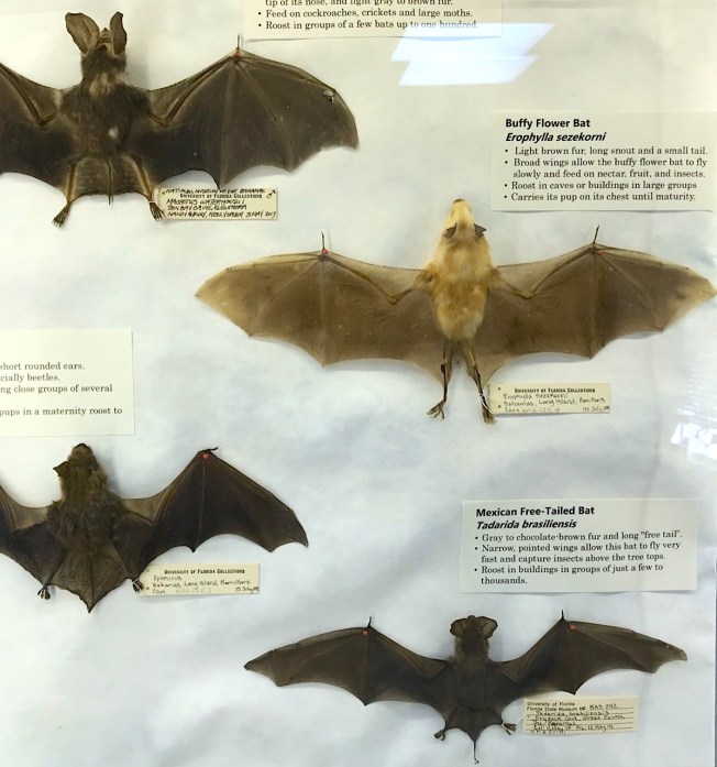 Display of bats, Natural History Museum Abaco Bahamas (Keith Salvesen / Abaco Field Office AMMC)
