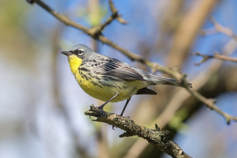 Kirtland's Warbler (Andrew C, Ohio wiki)
