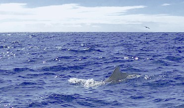 Pilot Whales, La Gomera, Canary Isles (Rolling Harbour / YN)