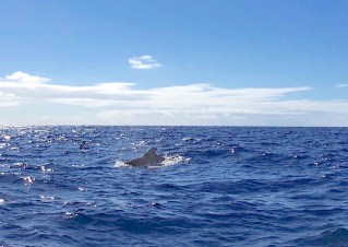 Pilot Whales, La Gomera, Canary Isles (Rolling Harbour / YN)