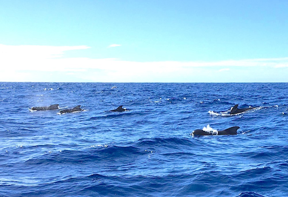 Pilot Whales, La Gomera, Canary Isles (Rolling Harbour / YN)