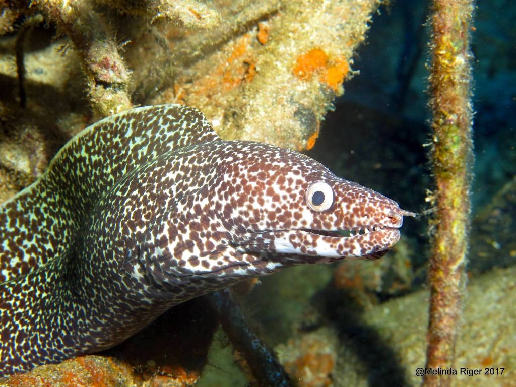 Moray Eel Images | ROLLING HARBOUR ABACO