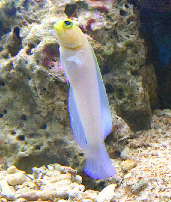 Yellowhead Jawfish (Michael Wolf Wiki))