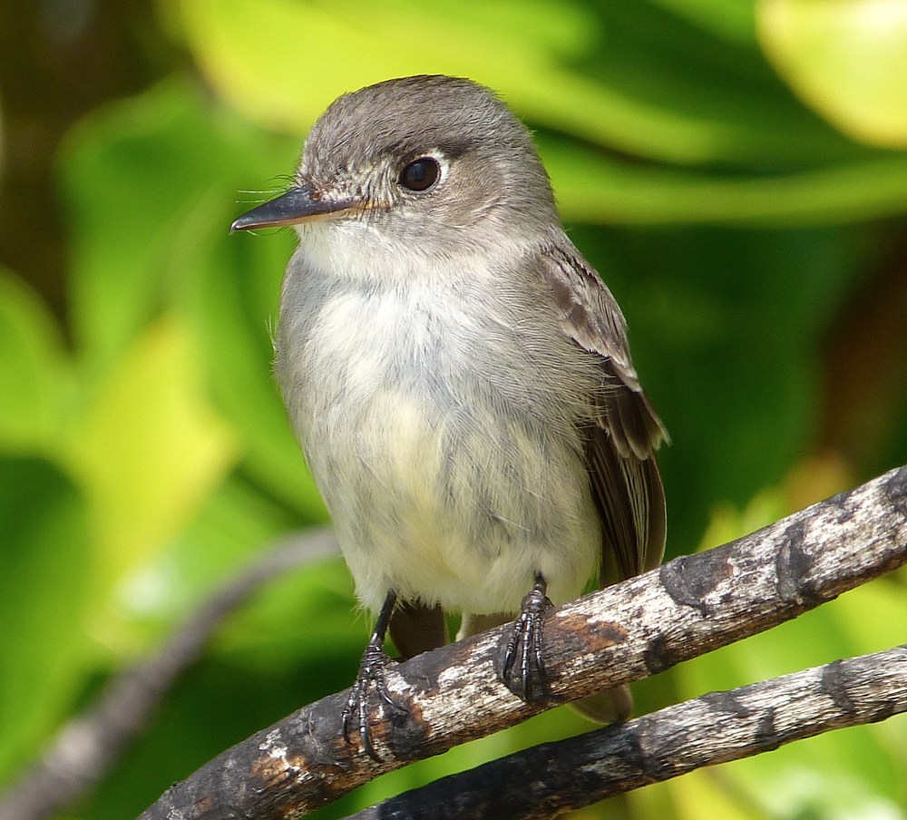 Cuban Pewee, Contopus caribaeus bahamensis, Casuarina Abaco Bahamas (Keith Salvesen Photography)