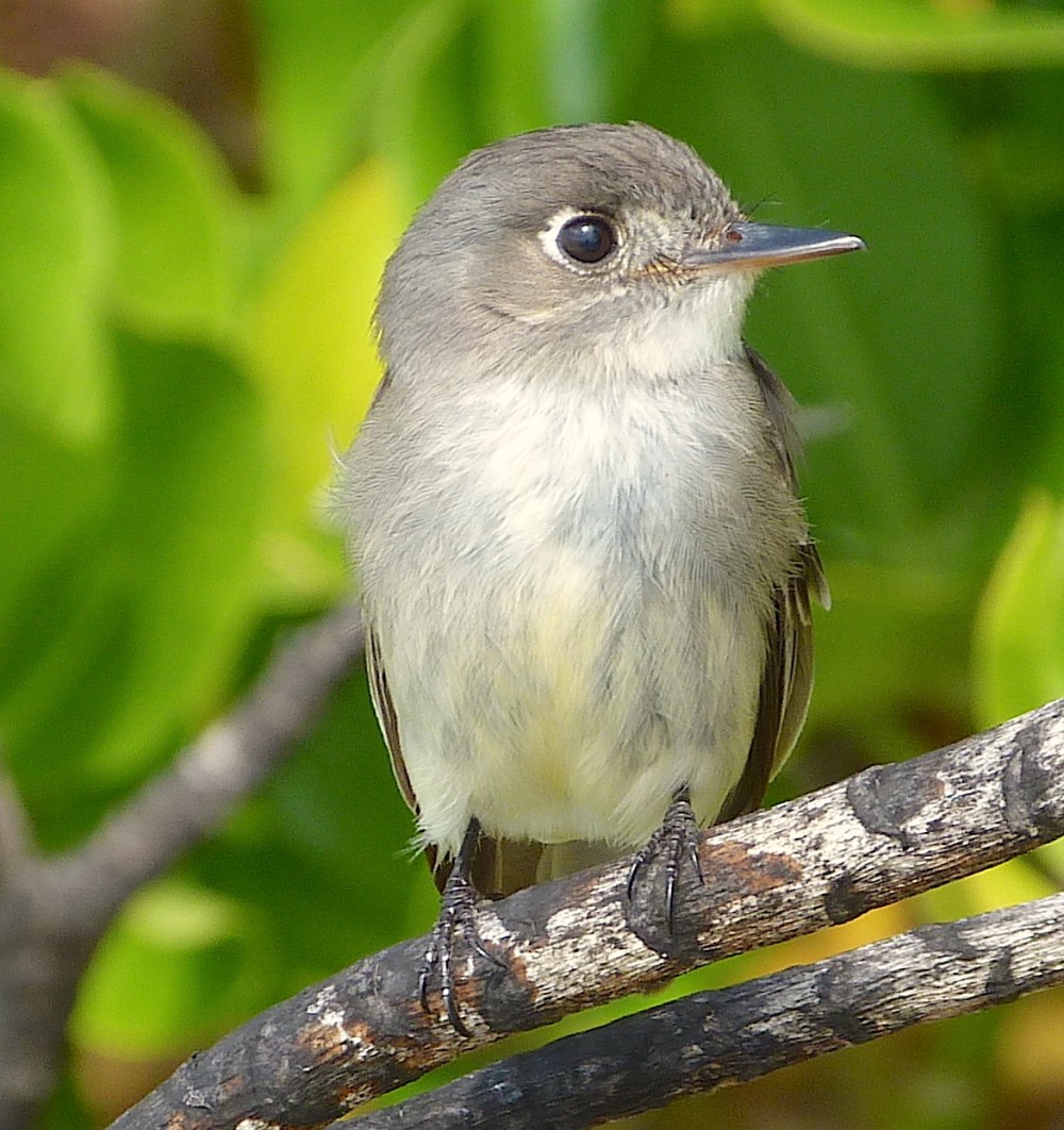 Cuban Pewee, Contopus caribaeus bahamensis, Casuarina Abaco Bahamas (Keith Salvesen Photography)