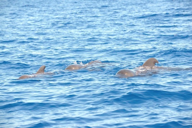 Pilot Whales, Abaco Bahamas (BMMRO / Rolling Harbour)