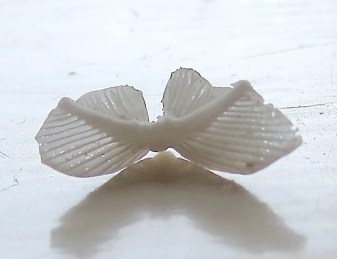 Sand Dollar Doves, Abaco Bahamas (Keith Salvesen / Rolling Harbour)