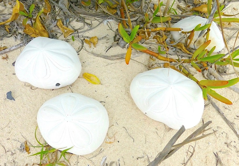 Sea Biscuits, Abaco Bahamas (Keith Salvesen / Rolling Harbour)