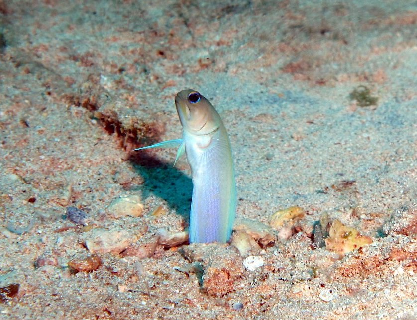 Yellowhead Jawfish (Melinda Riger / Grand Bahama Scuba)