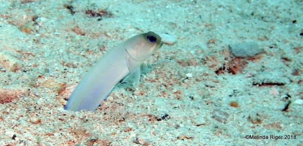 Yellowhead Jawfish (Melinda Riger / Grand Bahama Scuba)