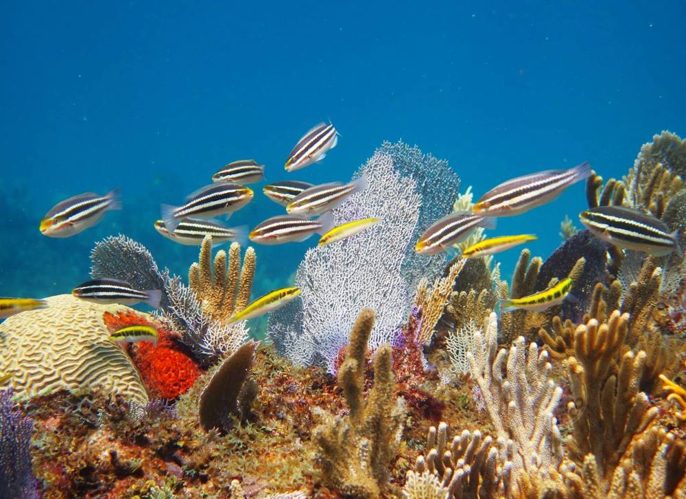 Purple Sea Fans, Abaco, Bahamas (Dive Abaco / Keith & Melinda Rogers)