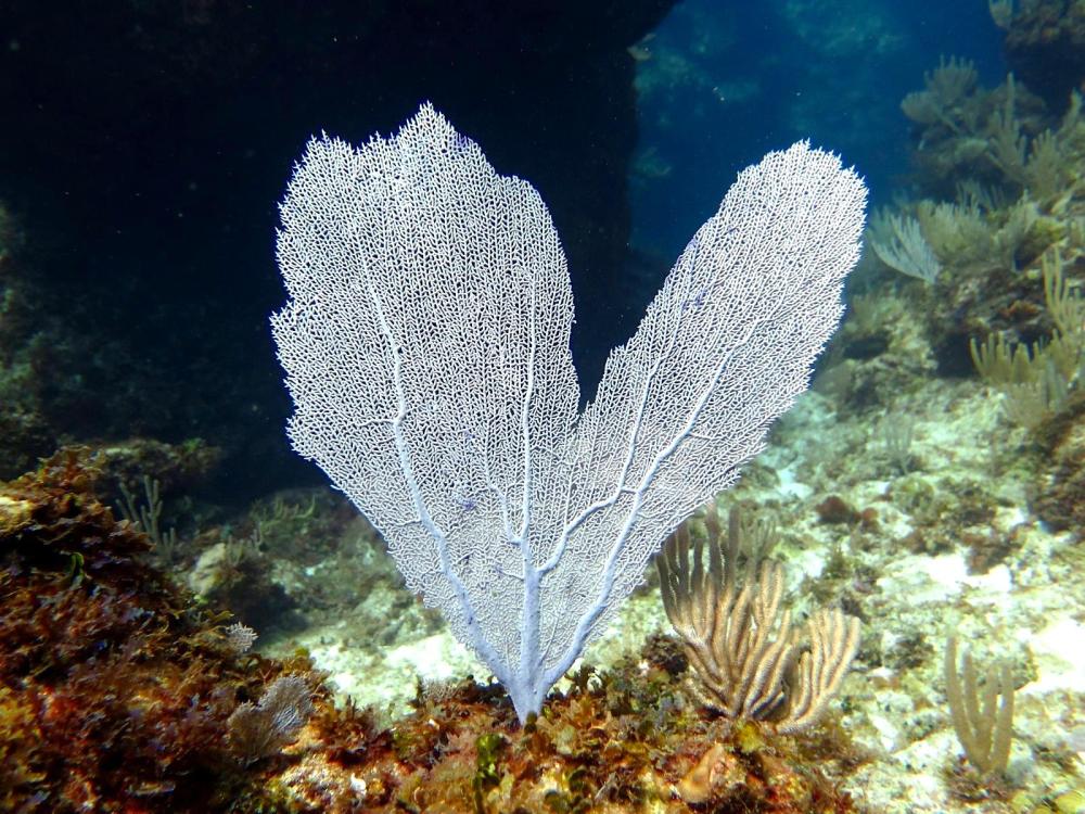 Purple Sea Fans, Abaco, Bahamas (Dive Abaco / Keith & Melinda Rogers)