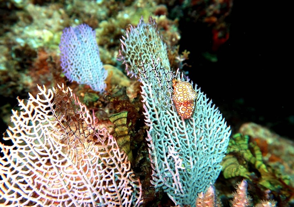 Purple Sea Fans, Abaco, Bahamas (Dive Abaco / Keith & Melinda Rogers)