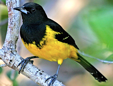 Bahama Oriole, Andros (D Belasco / abcbirds.org)