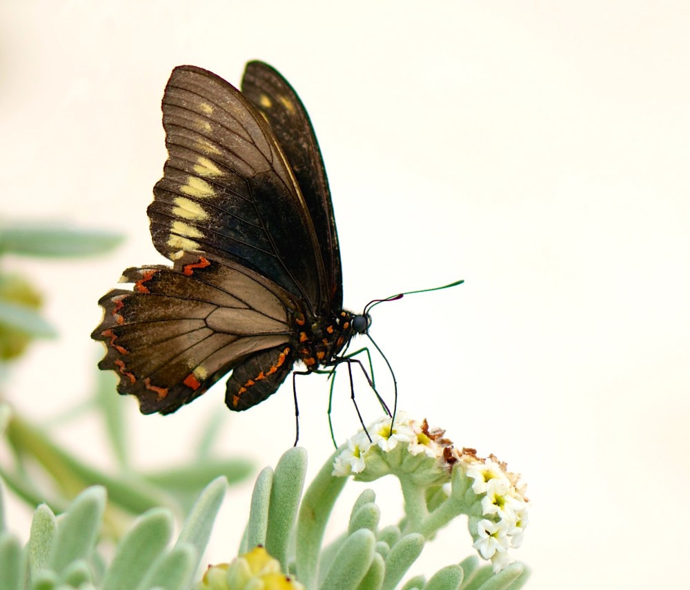 Polydamas (gold-rimmed) Swallowtail Battus Polydamas (Nina Henry)