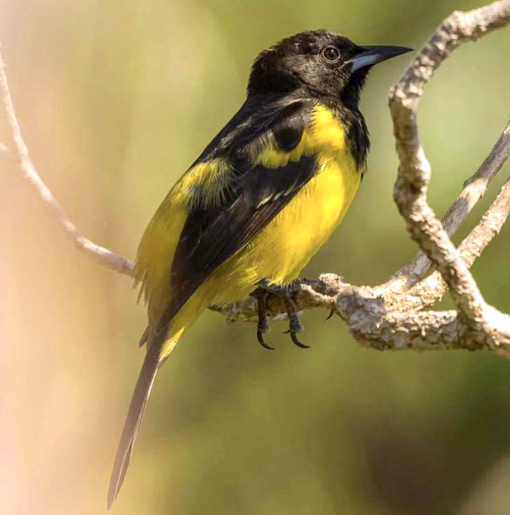 Bahama Oriole, Andros (Thomas Nierle / Bahama Oriole Project)