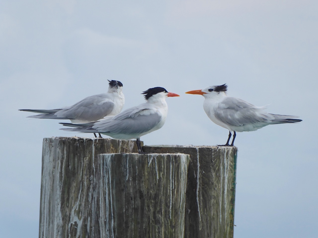 Royal Terns, Sandy Point, Abaco Bahamas (Keith Salvesen)