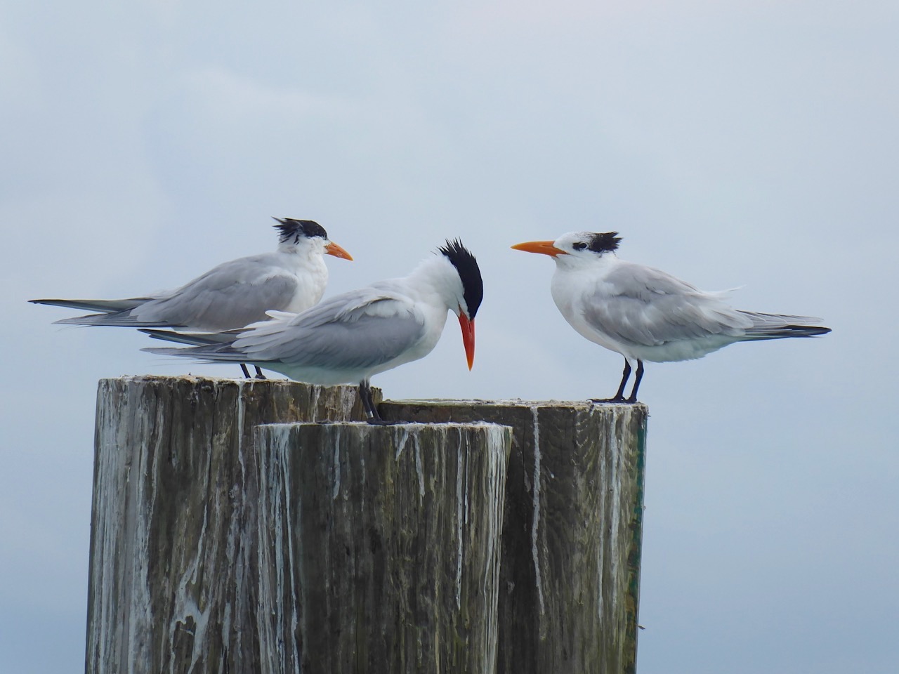 Royal Terns, Sandy Point, Abaco Bahamas (Keith Salvesen)