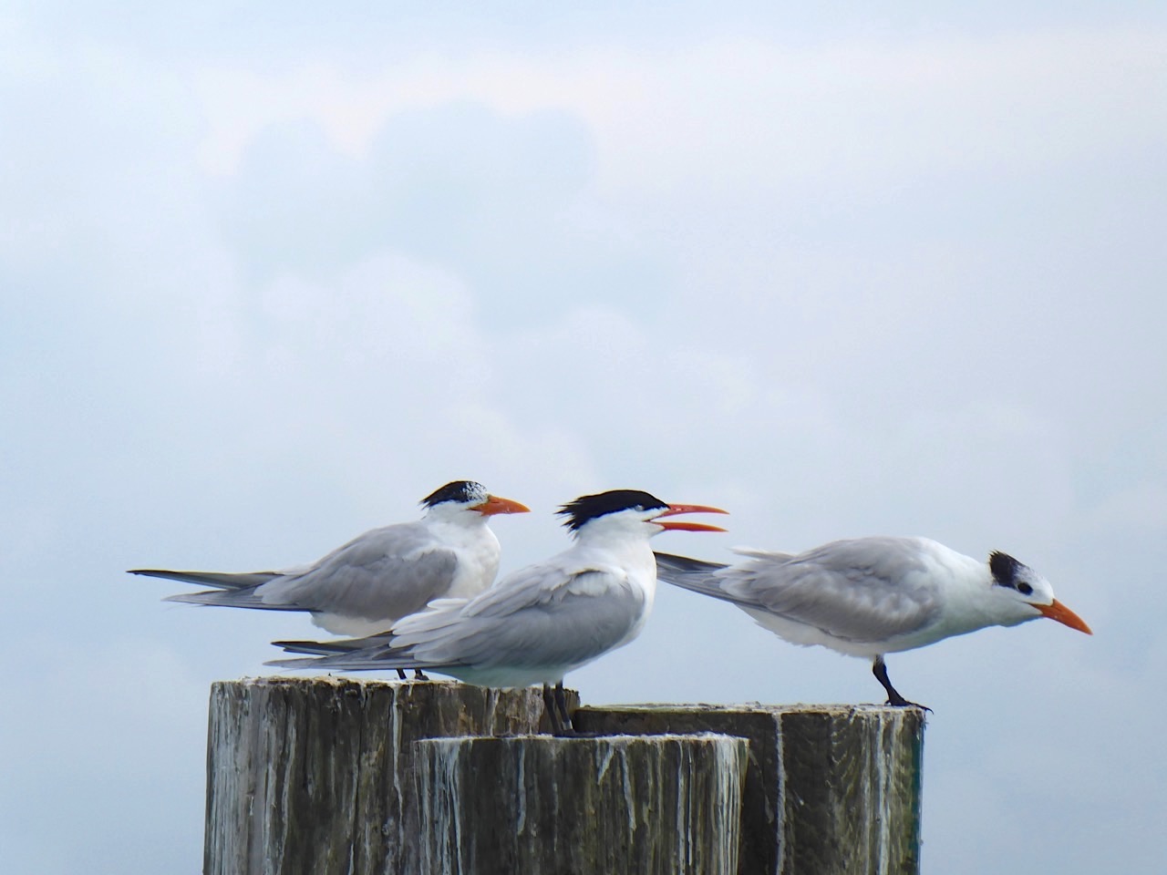 Royal Terns, Sandy Point, Abaco Bahamas (Keith Salvesen)
