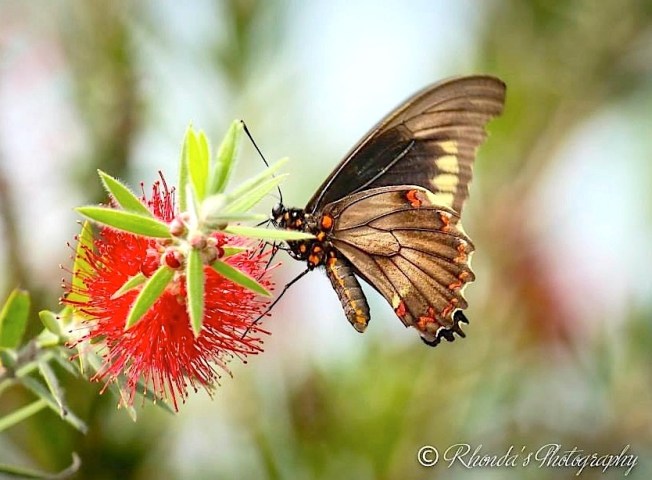 Polydamas (gold-rimmed) Swallowtail Battus Polydamas (Rhonda Pearce)