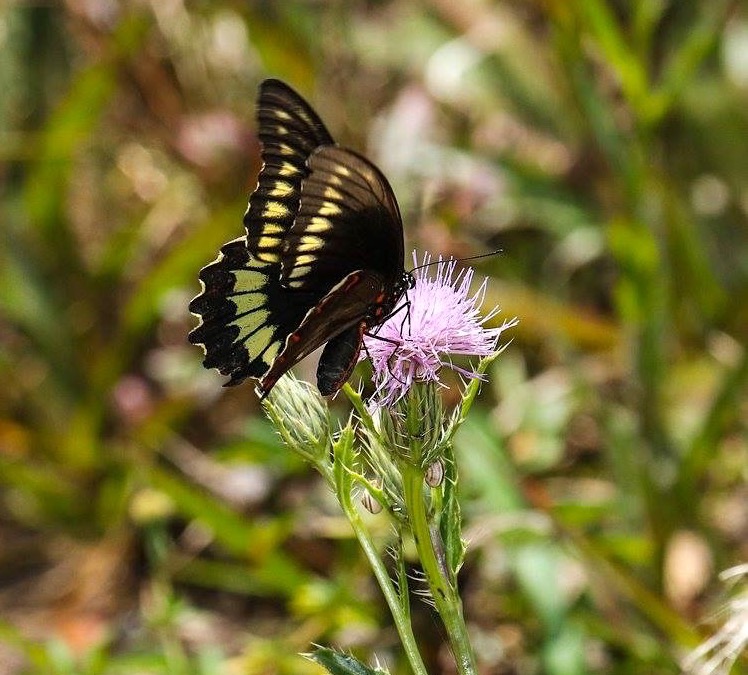 Polydamas (gold-rimmed) Swallowtail Battus Polydamas (Rhonda Pearce)