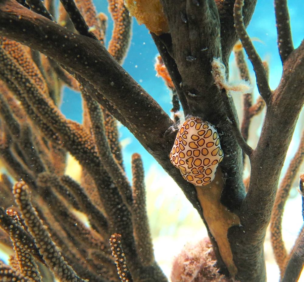 Flamingo Tongue Snails (Dive Abaco, Bahamas)Flamingo Tongue Snails (Melinda Rogers, Dive Abaco, Bahamas)