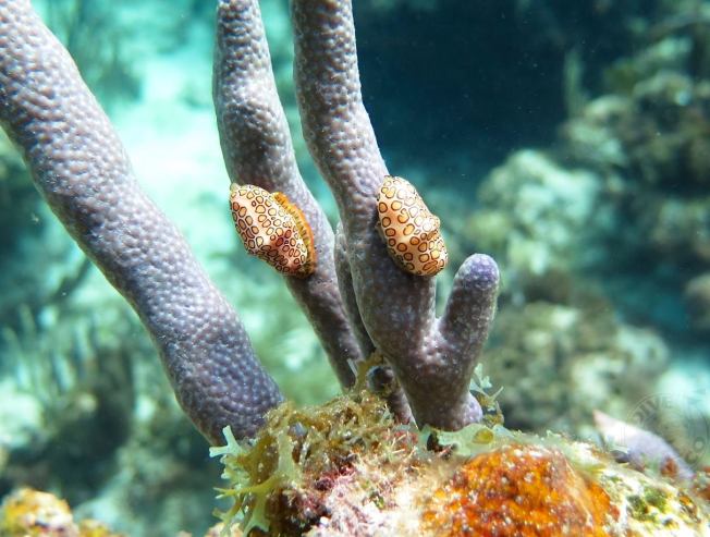 Flamingo Tongue Snails (Melinda Rogers, Dive Abaco, Bahamas)