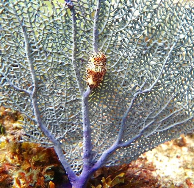 Flamingo Tongue Snails (Melinda Rogers, Dive Abaco, Bahamas)