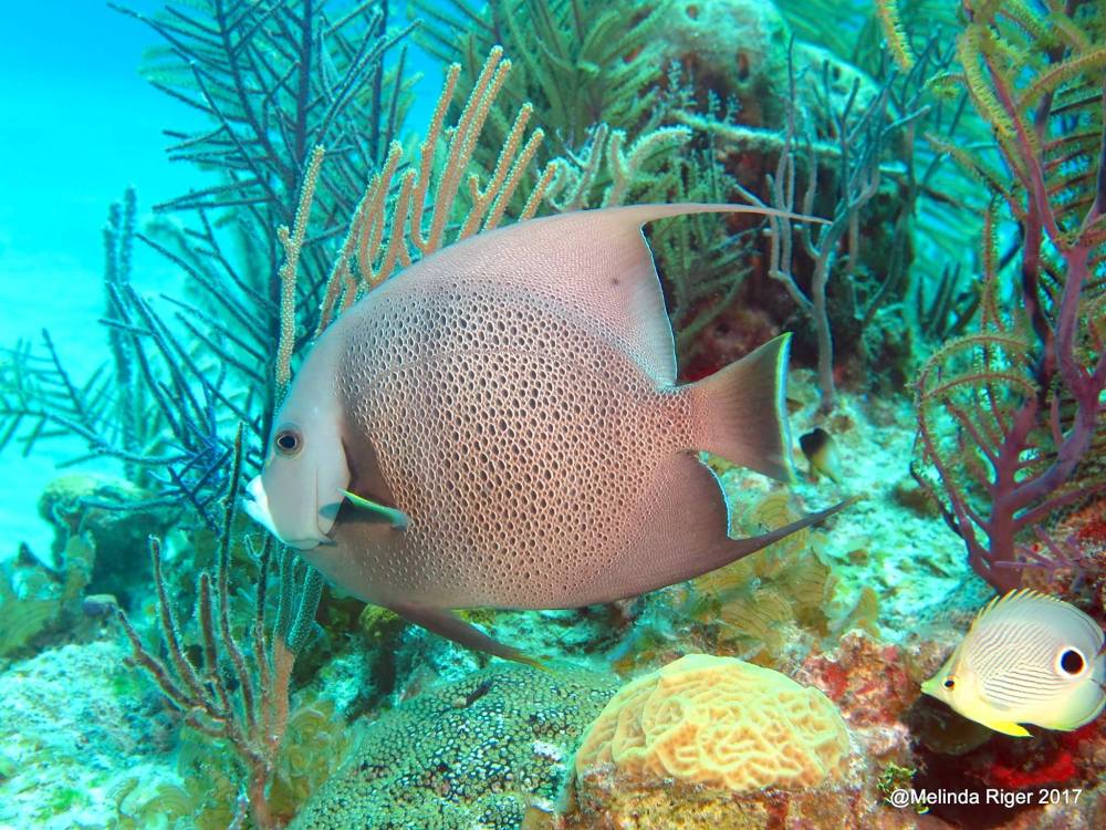 Gray Angelfish 9with four-eyed butterflyfish), Bahamas (Melinda Riger / Grand Bahama Scuba)
