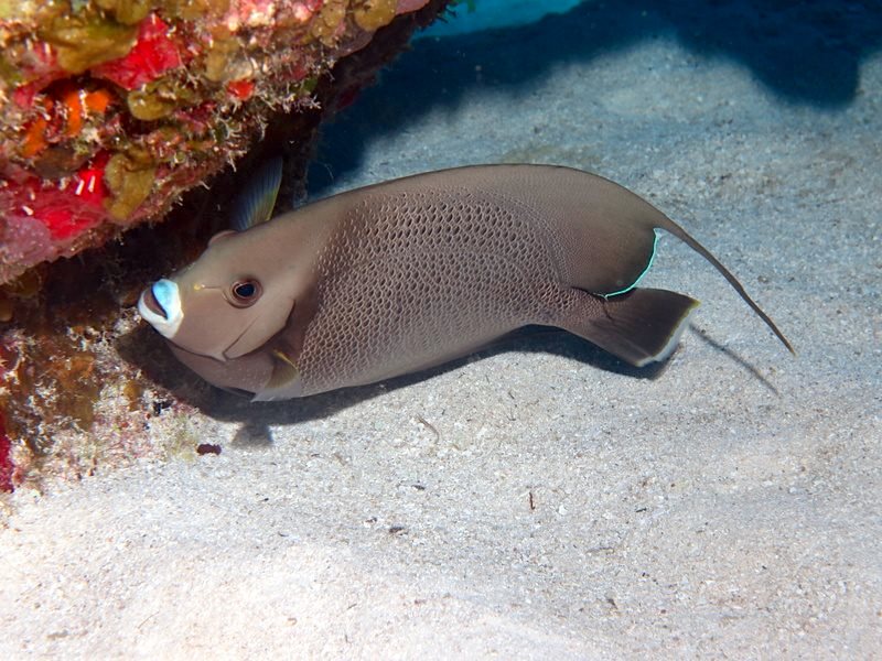 Gray Angelfish, Bahamas (Melinda Riger / Grand Bahama Scuba)