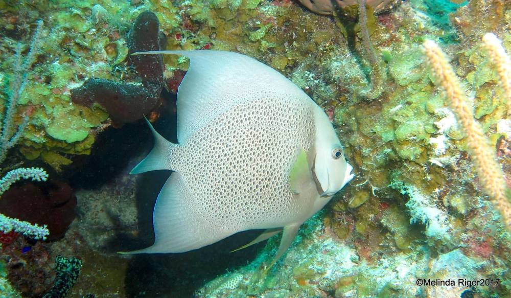 Gray Angelfish, Bahamas (Melinda Riger / Grand Bahama Scuba)